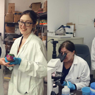 Recherche appliquée : des vers microscopiques cultivés à La Cité